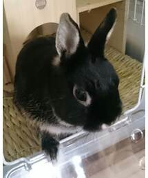 くろうさまる | その他