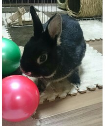 くろうさまる | その他
