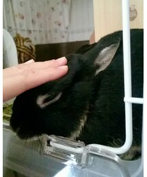 くろうさまる | その他