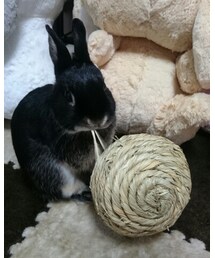 くろうさまる | その他