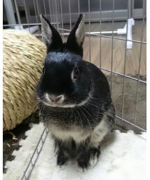 くろうさまる | その他