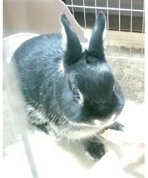 くろうさまる | その他