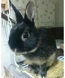 くろうさまる | その他