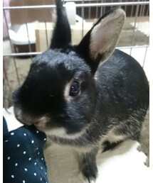 くろうさまる | その他