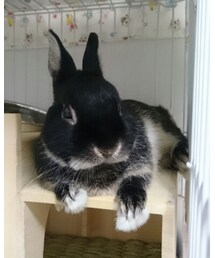 くろうさまる | その他