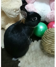 くろうさまる | その他
