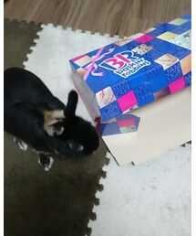 くろうさまる | その他