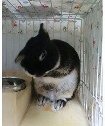 くろうさまる | その他