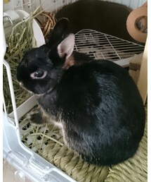 くろうさまる | その他