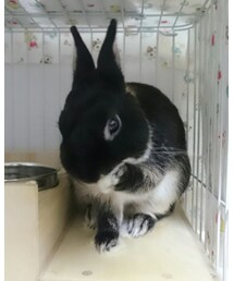 くろうさまる | その他