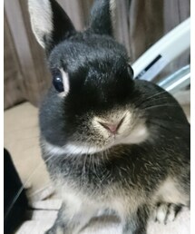 くろうさまる | その他