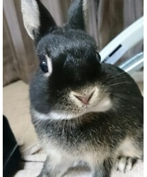 くろうさまる | その他