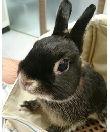 くろうさまる | その他