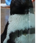 Penguin(ペンギン)の「オールインワン・サロペット(つなぎ/オールインワン)」