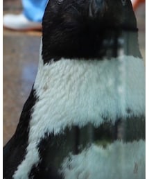 Penguin | つなぎ/オールインワン
