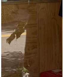 沒有 | アンダーウェア