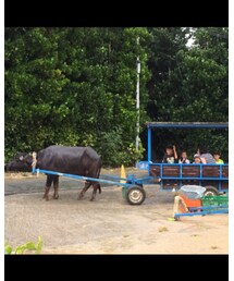 牛車。ばぁばといとこと乗ったよ | その他