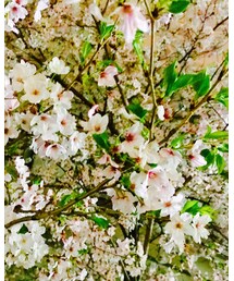 offshot〜🌸〜 | その他