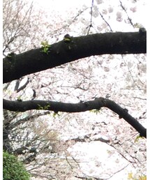 桜満開 | その他