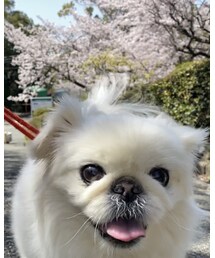 ワンコとお花見 | その他