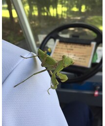 カマキリ！ | ペットウェア