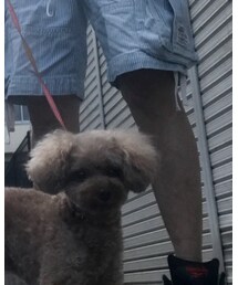 トイプードル | その他