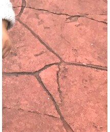 MoonStar | ベビーシューズ/ベビーソックス