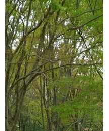 NEW ERA | キャップ