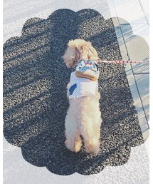 遠足でした🐶💕 | リュックにはオヤツが入ってるよ🐶(その他)