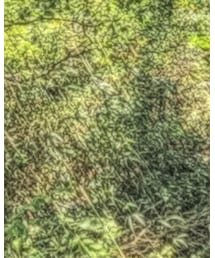 今日は自然体🌳 | その他