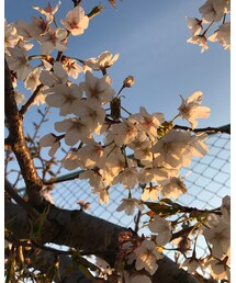🌸＠２０１７ | その他