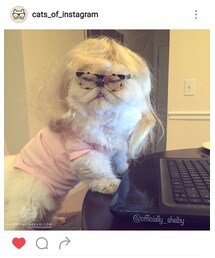 Cats Of Instagram | フィギュア