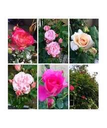 庭の薔薇がきれい* | その他