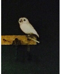 niko and... | インテリア