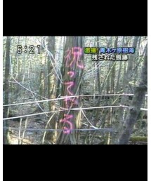 樹海に記されたメッセージ‼︎  MKT宛か⁉︎ | その他