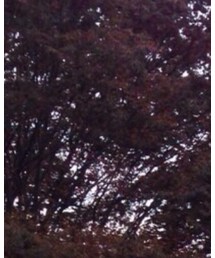 紅葉の代表と言える木 | その他