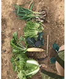 🥦 | その他