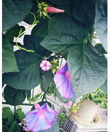 あさがお | トラベルグッズ