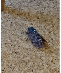 蝉が部屋にいる | スピーカー