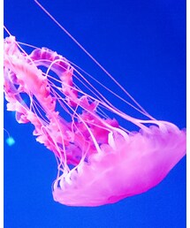 新江ノ島水族館 | スカート