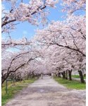 鏡野公園 桜並木 | 