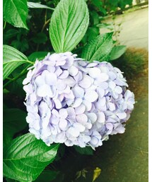 紫陽花 | その他