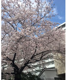 さくら 🌸 😚 | その他