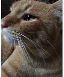 今日のナツメさん | その他