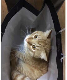 今日のナツメさん | その他