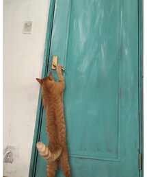 ドアを開けたいナツメさん | その他