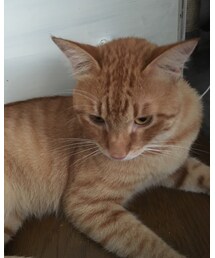 今日のナツメさん | その他