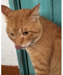 ナツメさんぺろり | その他