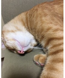 今日のナツメさん | その他