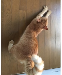 のびのびナツメさん | その他